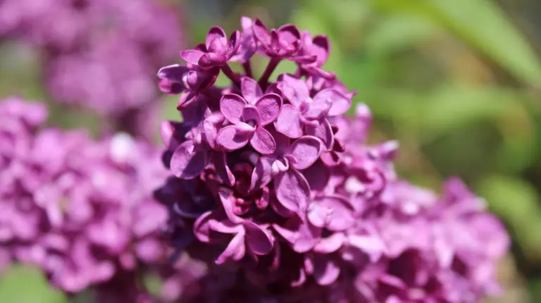 Let me take you for a walk … #edav #finow #flugplatzeberswalde #premier1 #beechcraft #rb-60 #aviationisourpassion #summer #finow #finowairservice #finowairbase #pilotslife #businessjet #businessaviation #generalaviation #aviation #aviationlovers🛩❤️ #jet #business